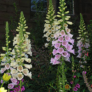 foxgloves shaded by the church