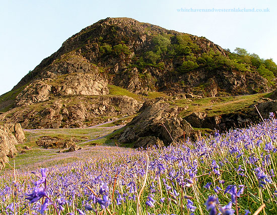 Rannerdale Bluebells