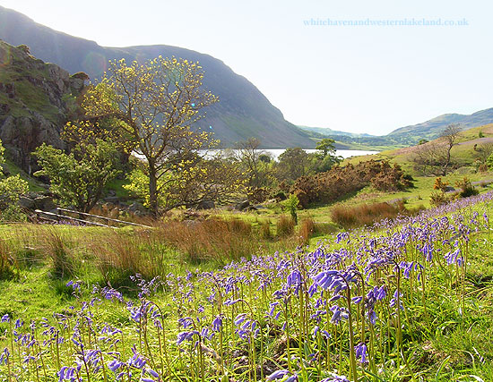bluebells looking out across crummock