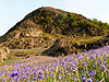 rannerdale bluebells - click for full image