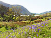 bluebells and lake - click for full image