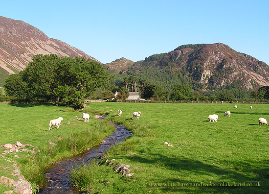 grazing sheep at mireside