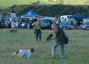 Gundog demonstration