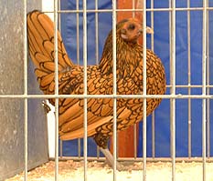 A fine exhibit in the poultry tent