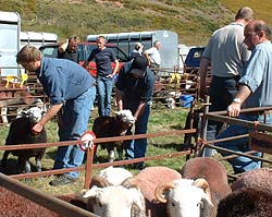 Judging of the sheep