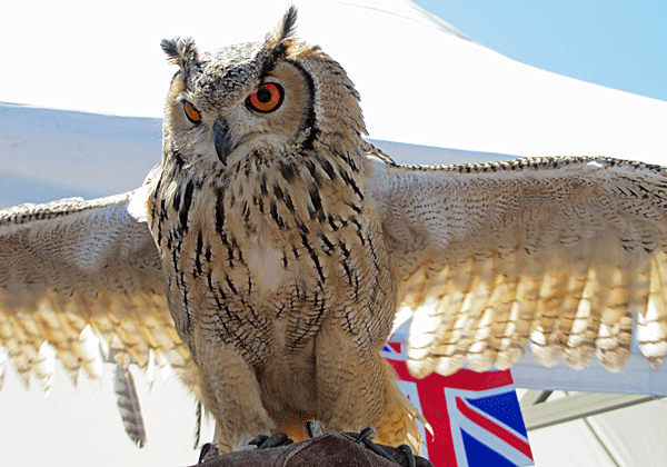 Owl with wings outstretched