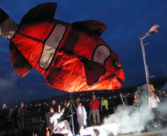 Huge Clown fish at Whitehaven