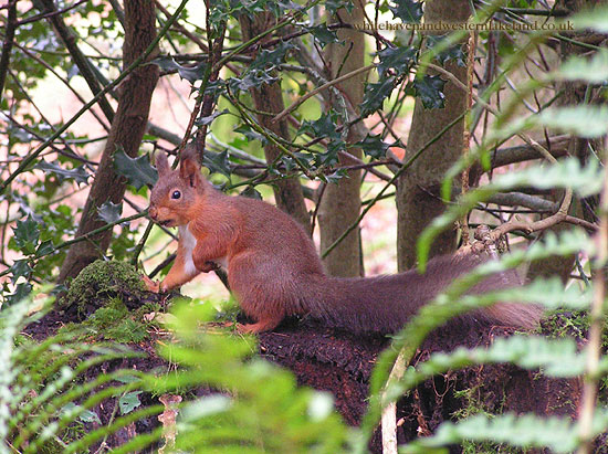 red squirrel