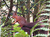 Red Squirrel - click for image