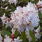 white rhododendron flower at muncaster