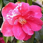 Pink rhododendron at muncaster