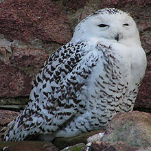 Snowy owl