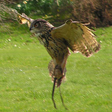 falconry show