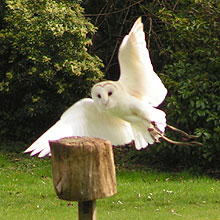 barn owl in flight